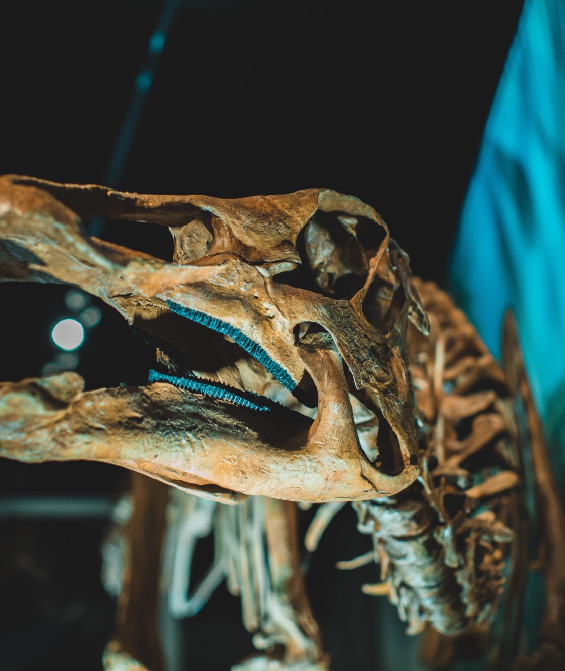 Dinosaur Skeleton Fossil